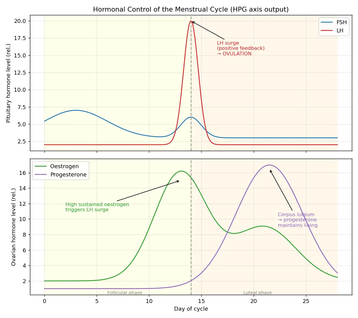 Figure — Explain hormonal control of reproduction