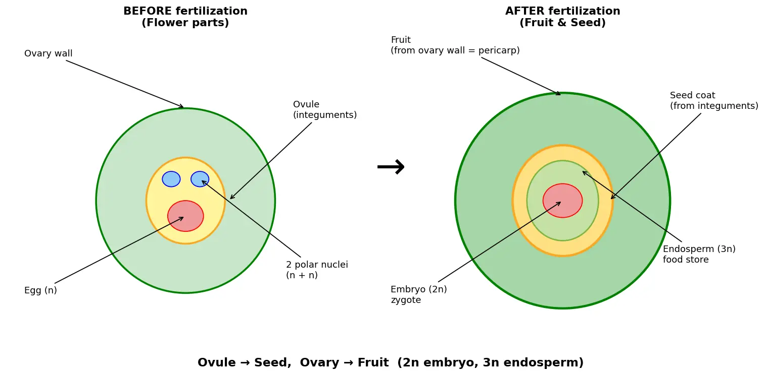 Figure — Explain seed and fruit formation