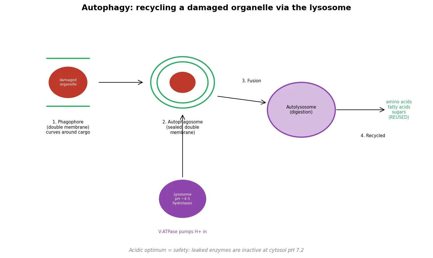 Figure — Explain lysosome function and autophagy