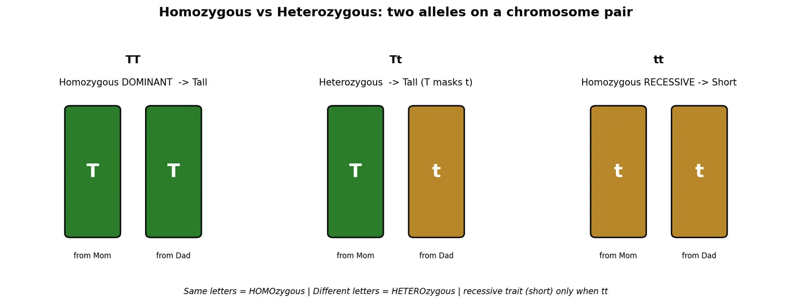 Figure — Distinguish homozygous and heterozygous