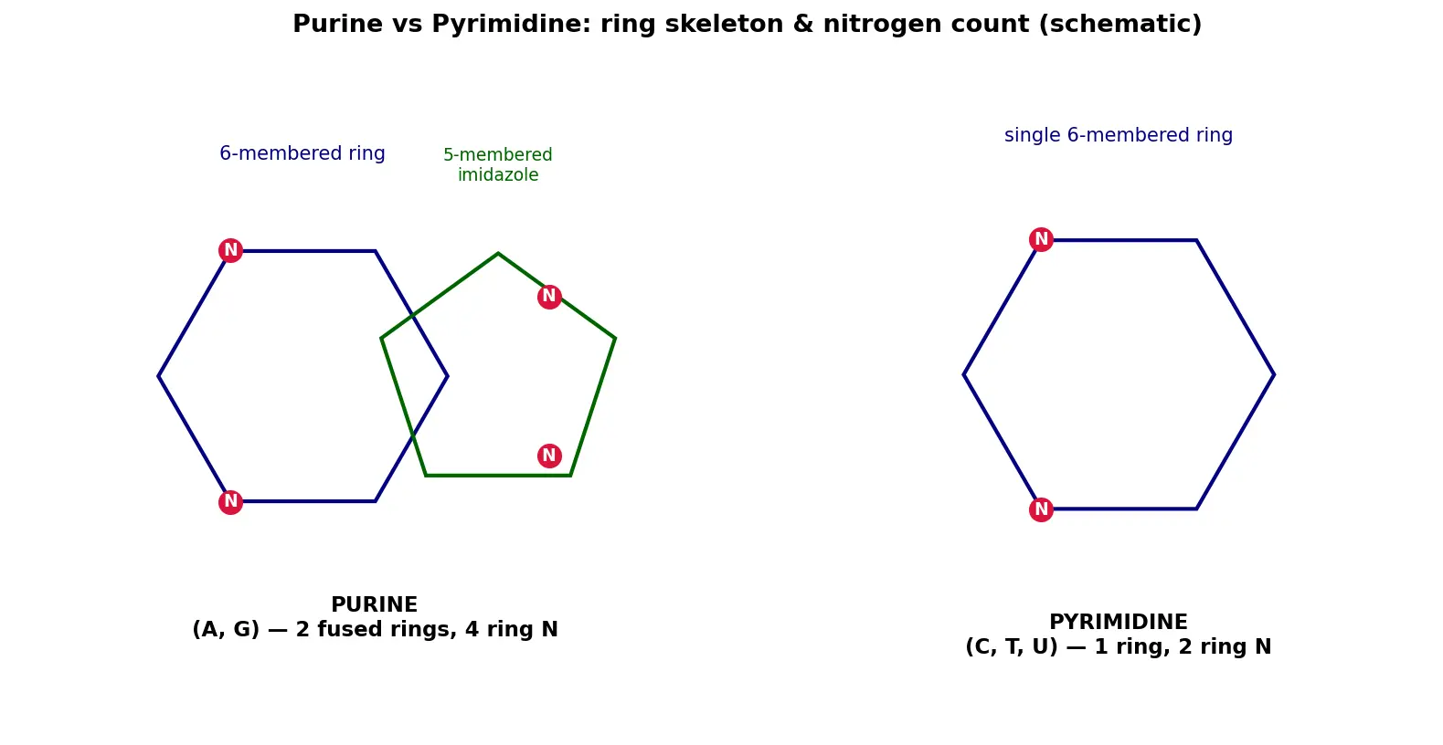 Figure — Distinguish purines and pyrimidines