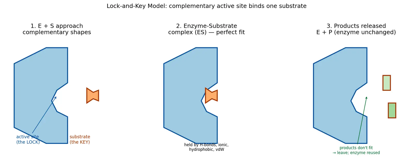 Figure — Describe the active site and lock-and-key model