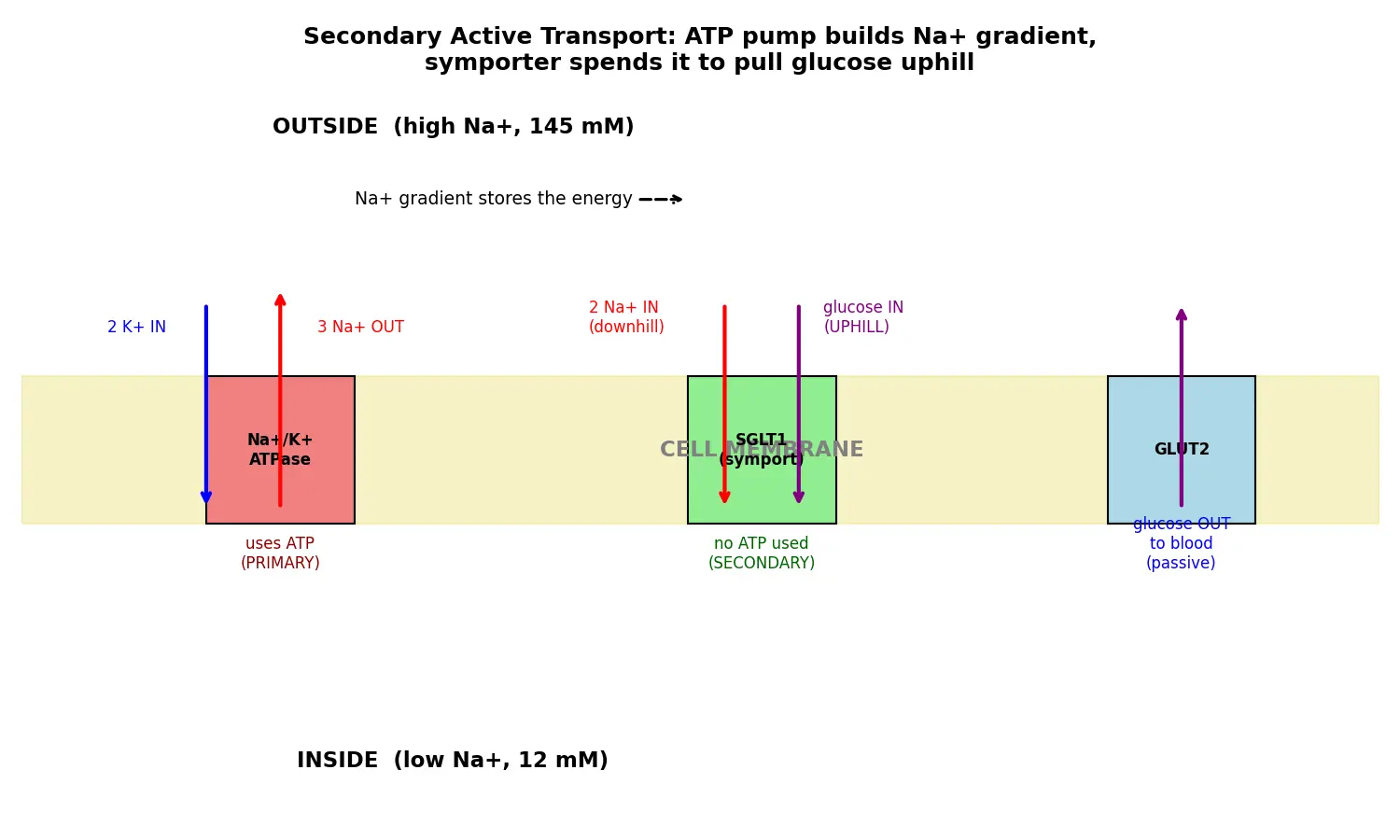 Figure — Explain secondary active transport (co-transport)