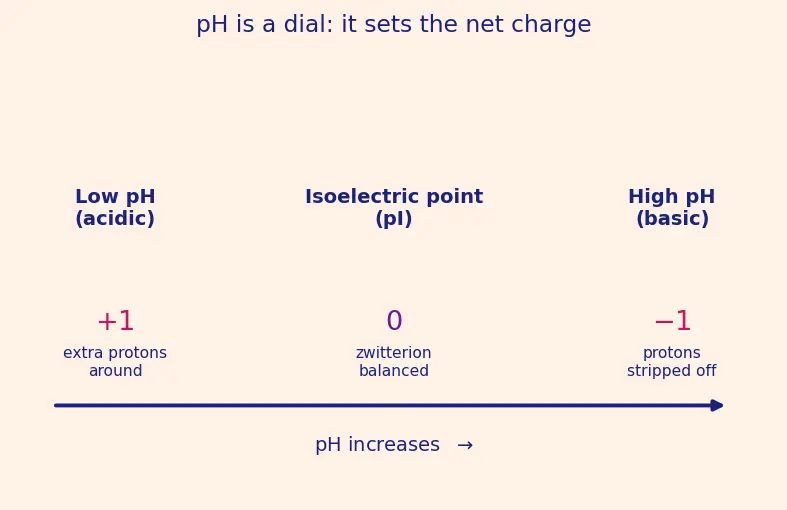 Figure — Amino acids — zwitterion, isoelectric point pI, classification (essential, non-essential)