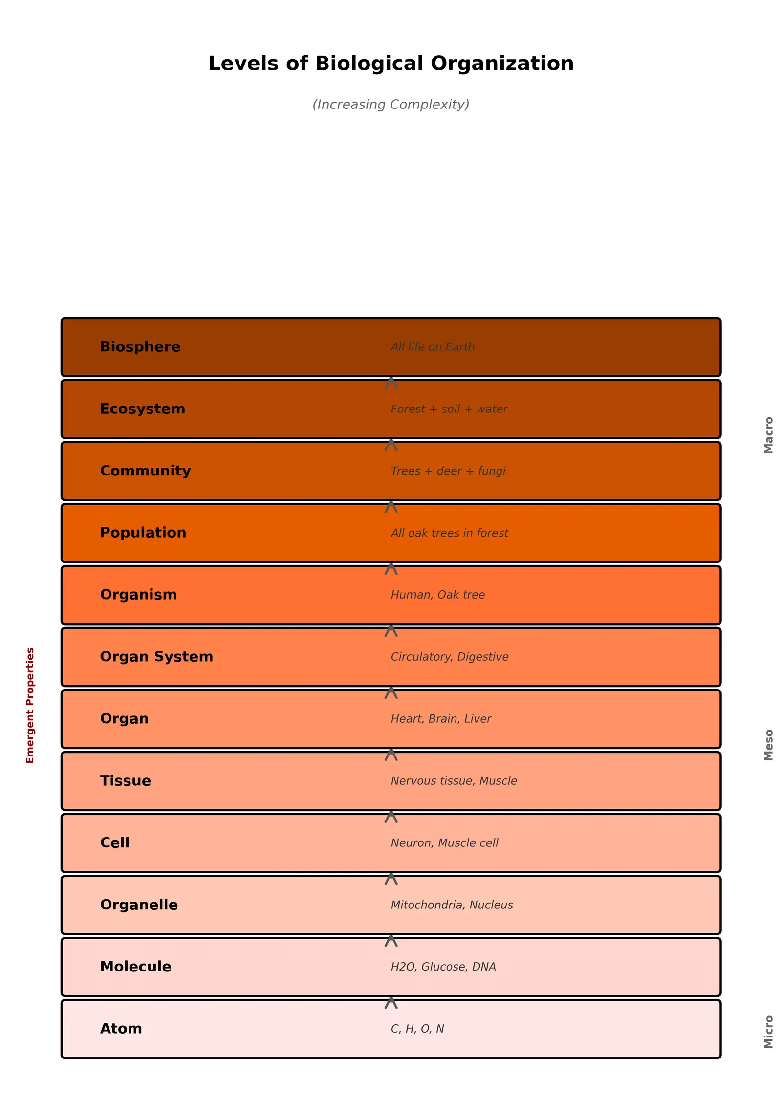 Figure — Outline the levels of biological organization (atom → biosphere)