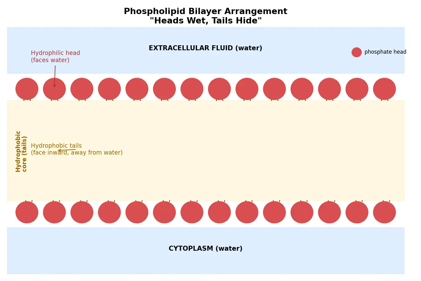 Figure — Explain phospholipid bilayer arrangement
