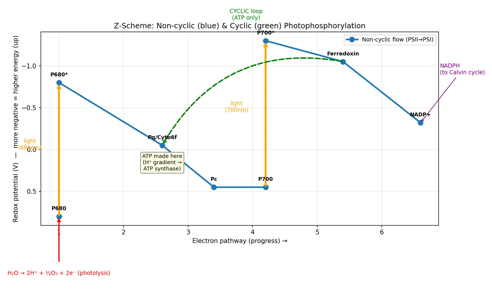 Figure — Describe photophosphorylation (cyclic and non-cyclic)