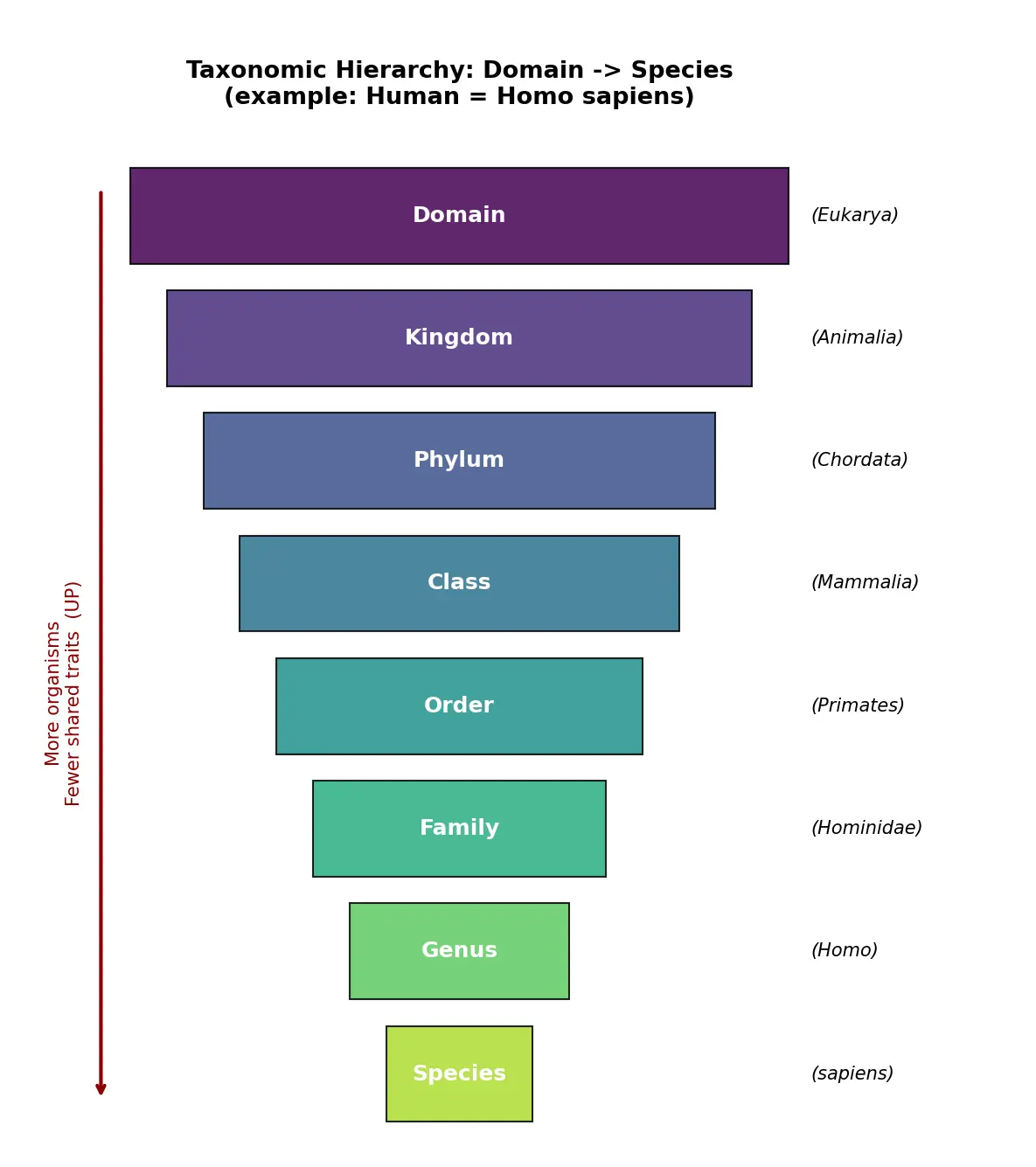 Figure — List the taxonomic hierarchy (domain to species)