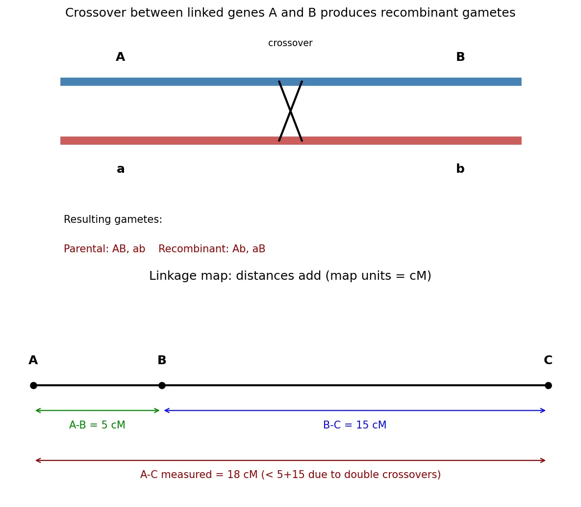 Figure — Construct simple genetic linkage maps