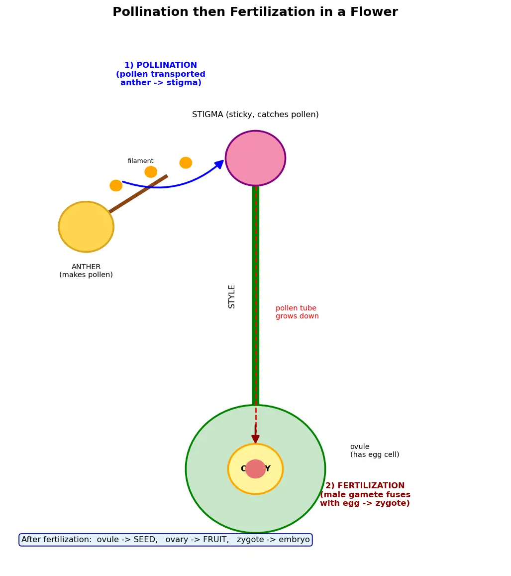 Figure — Describe plant reproduction (pollination, fertilization)