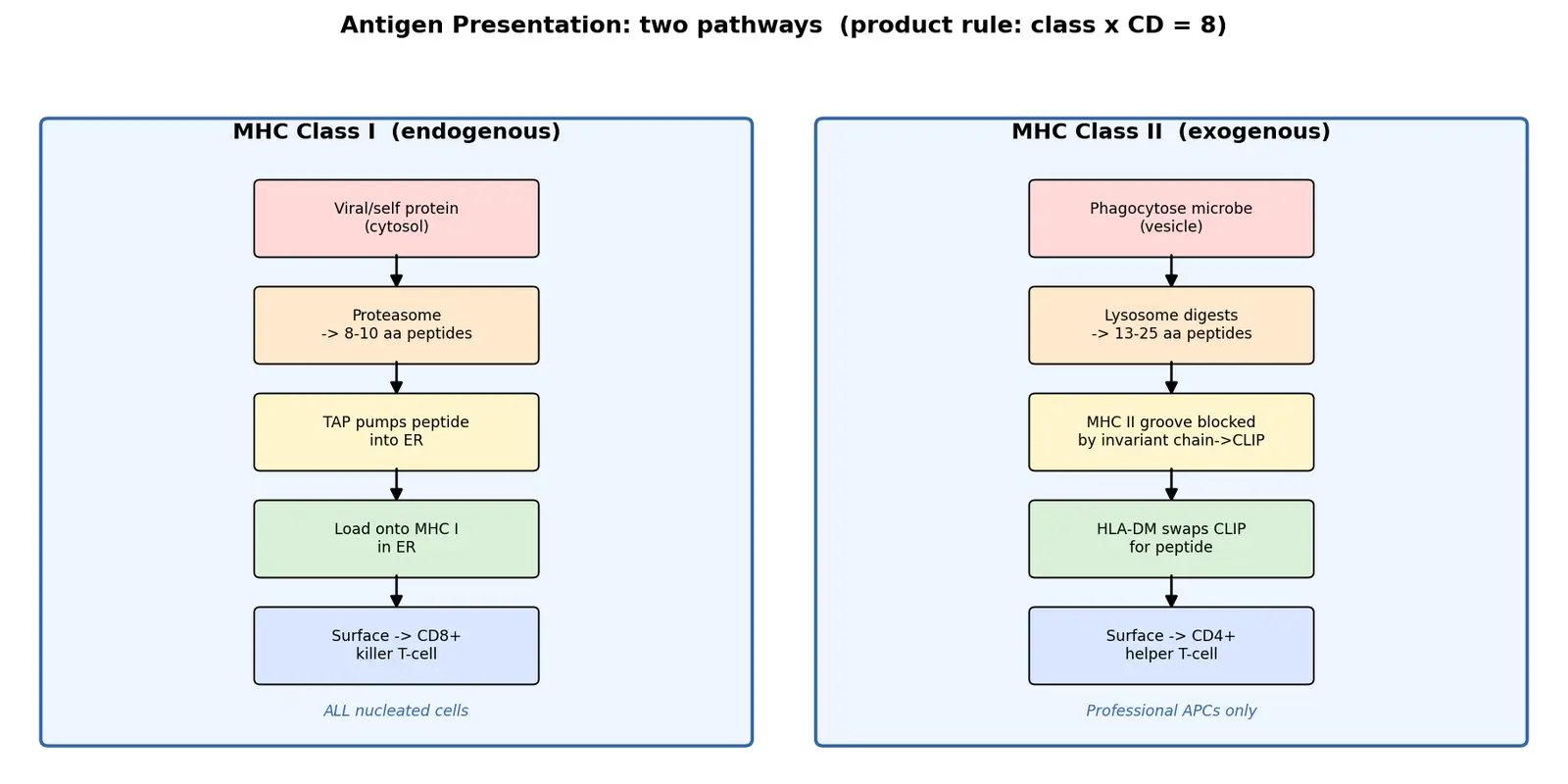 Figure — Explain antigen presentation and MHC