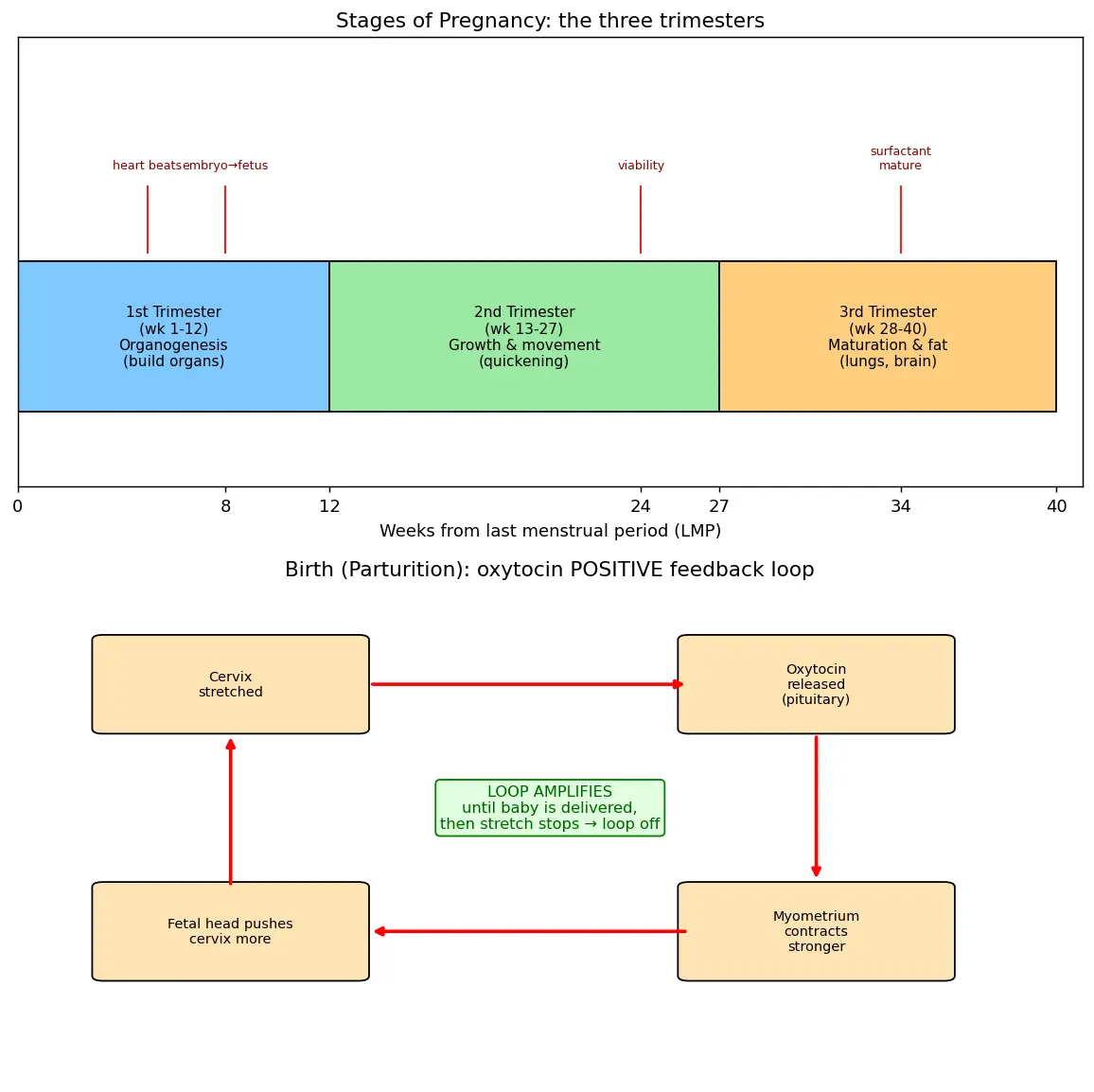 Figure — Explain stages of pregnancy and birth