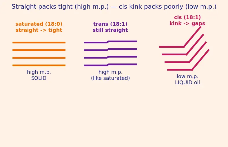 Figure — Lipids — fatty acids, triglycerides, phospholipids; saponification
