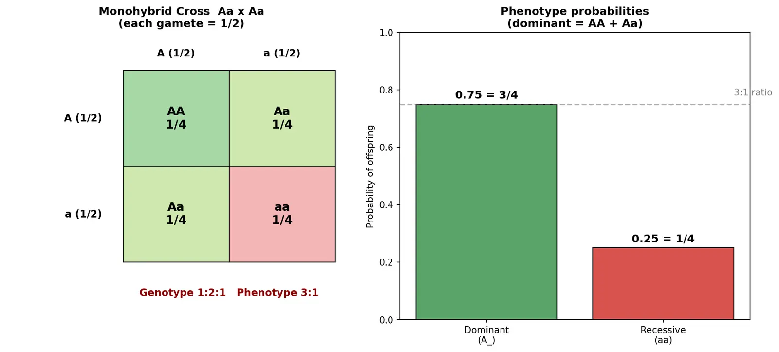 Figure — Calculate probability ratios in offspring