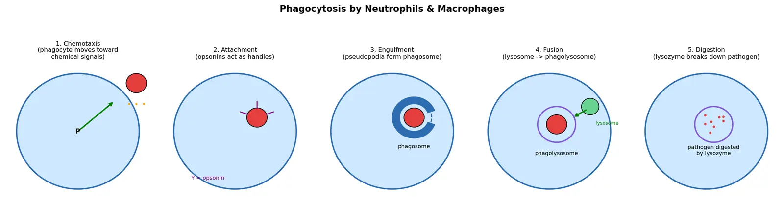 Figure — Describe phagocytosis by macrophages and neutrophils