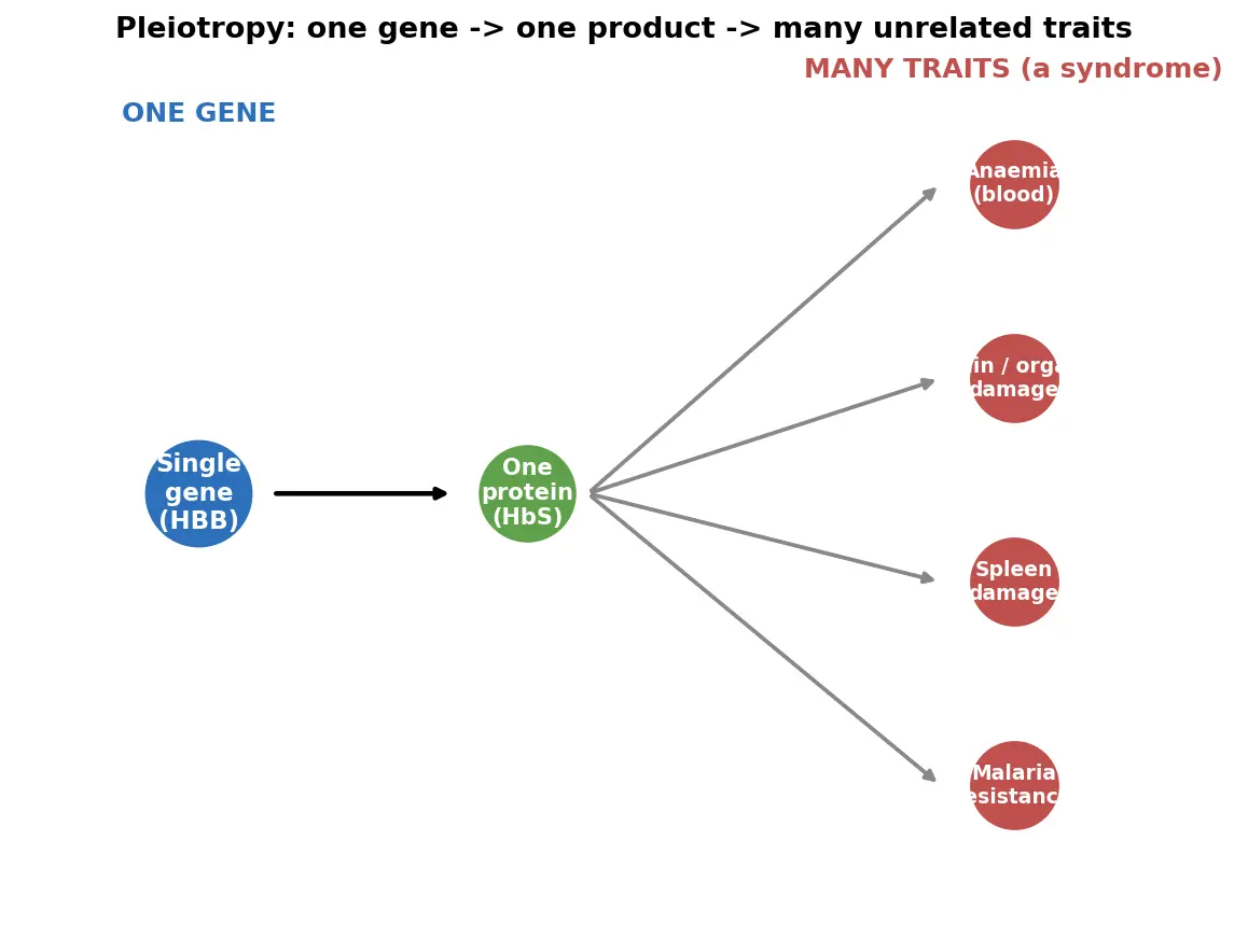 Figure — Describe pleiotropy