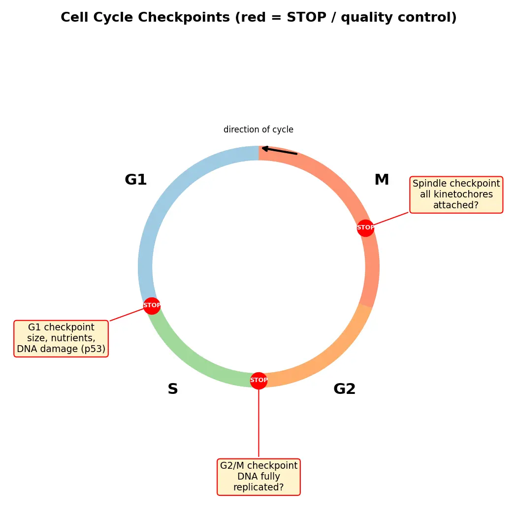 Figure — Describe cell cycle checkpoints