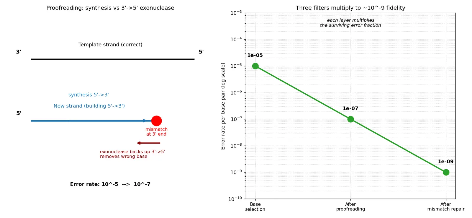 Figure — Describe DNA proofreading and repair mechanisms
