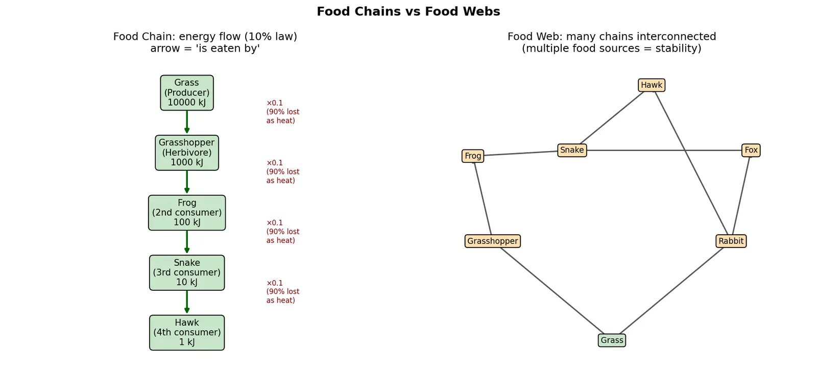 Figure — Explain food chains and food webs