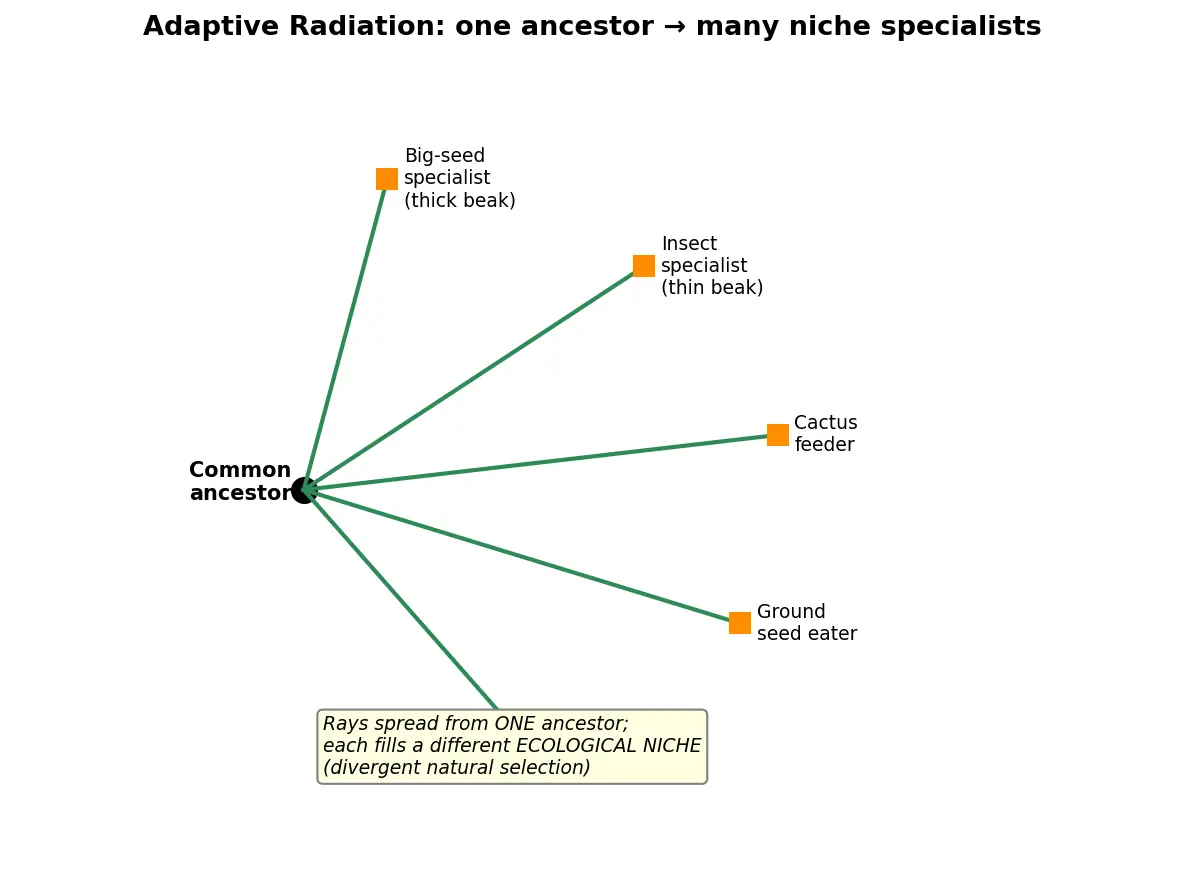 Figure — Describe adaptive radiation