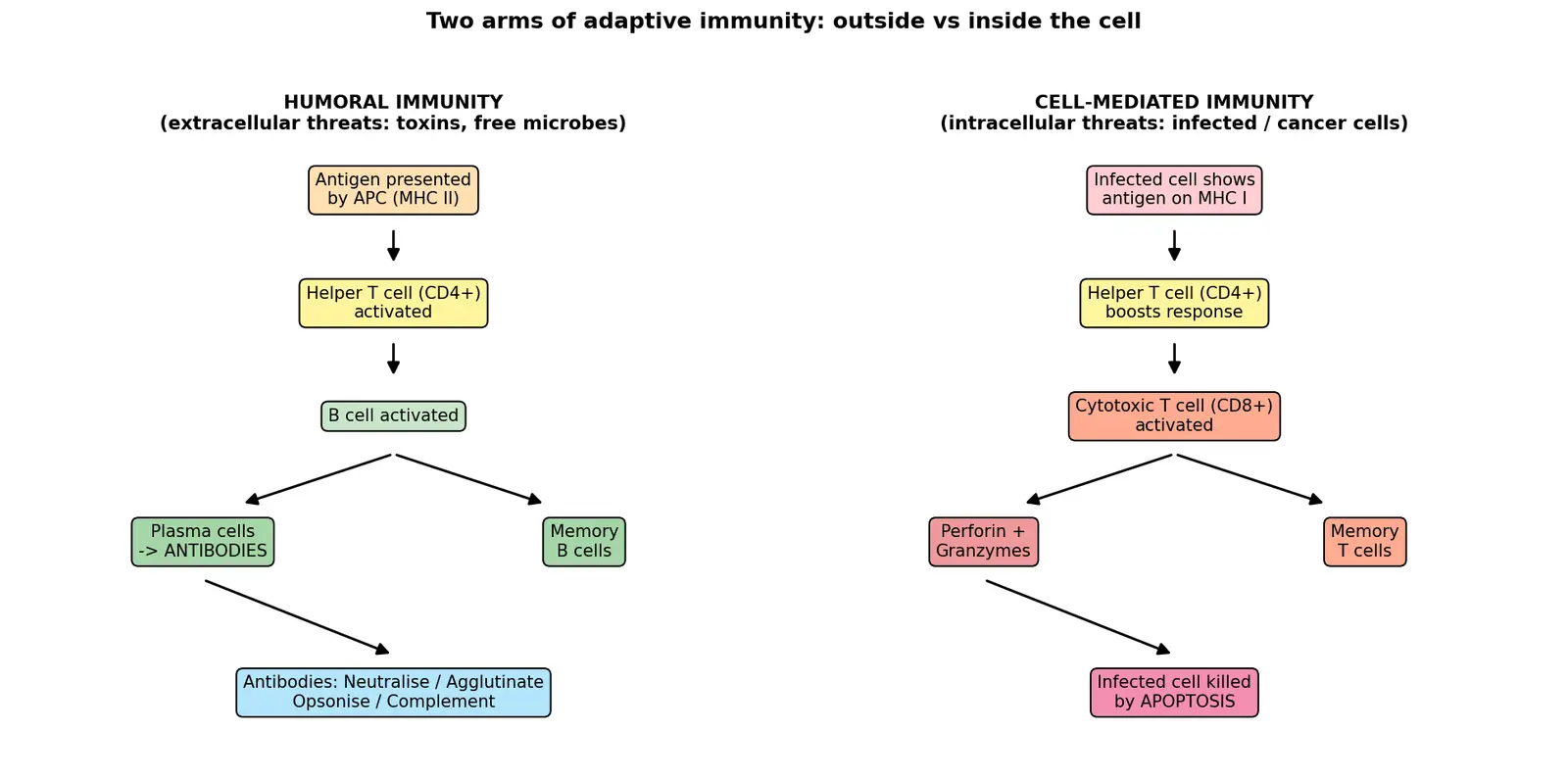 Figure — Describe humoral vs cell-mediated immunity