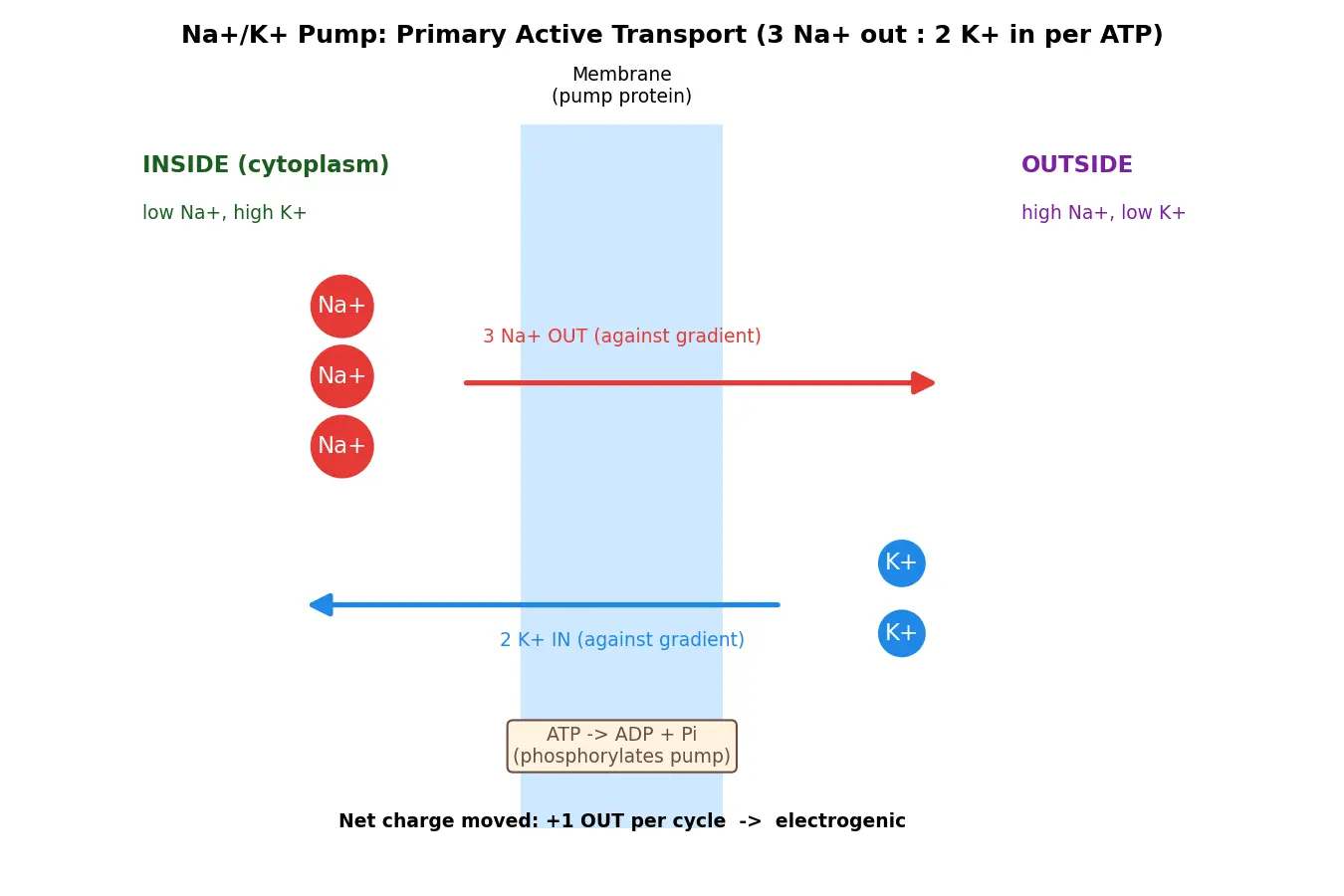 Figure — Describe primary active transport (sodium-potassium pump)