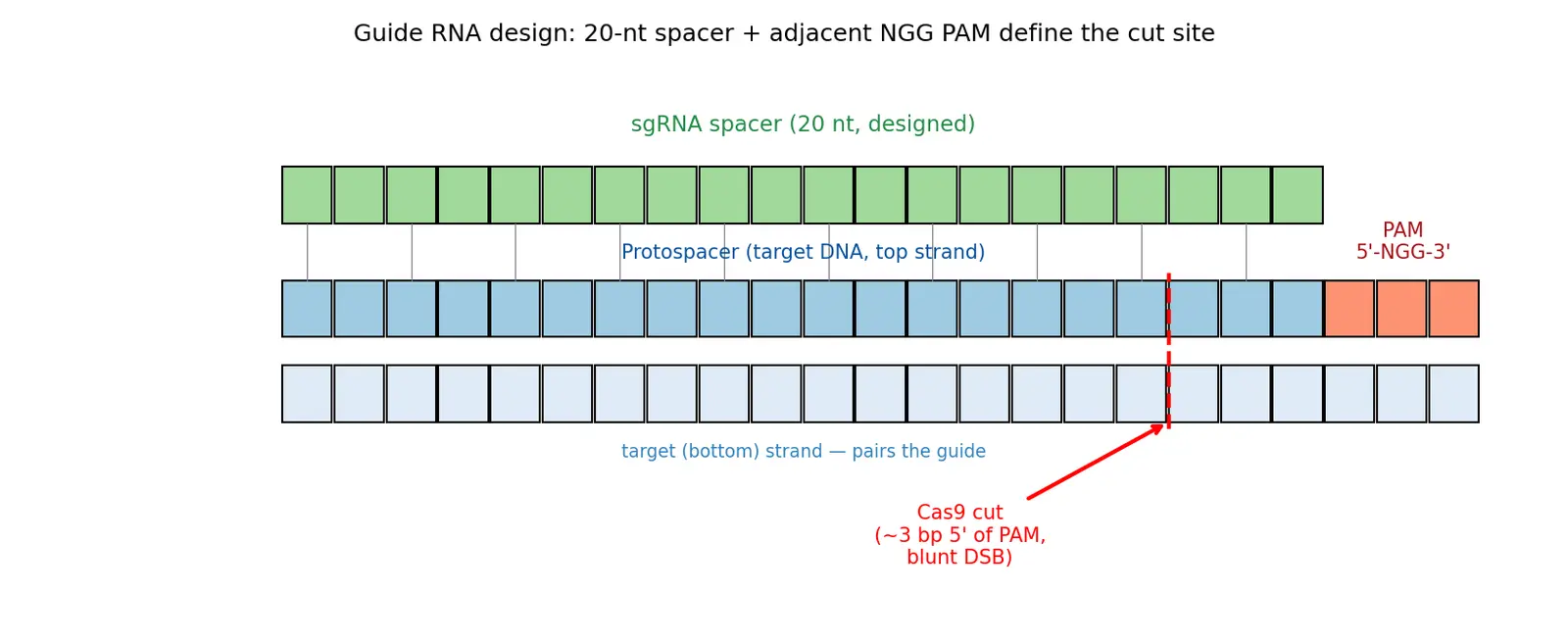 Figure — Describe guide RNA design