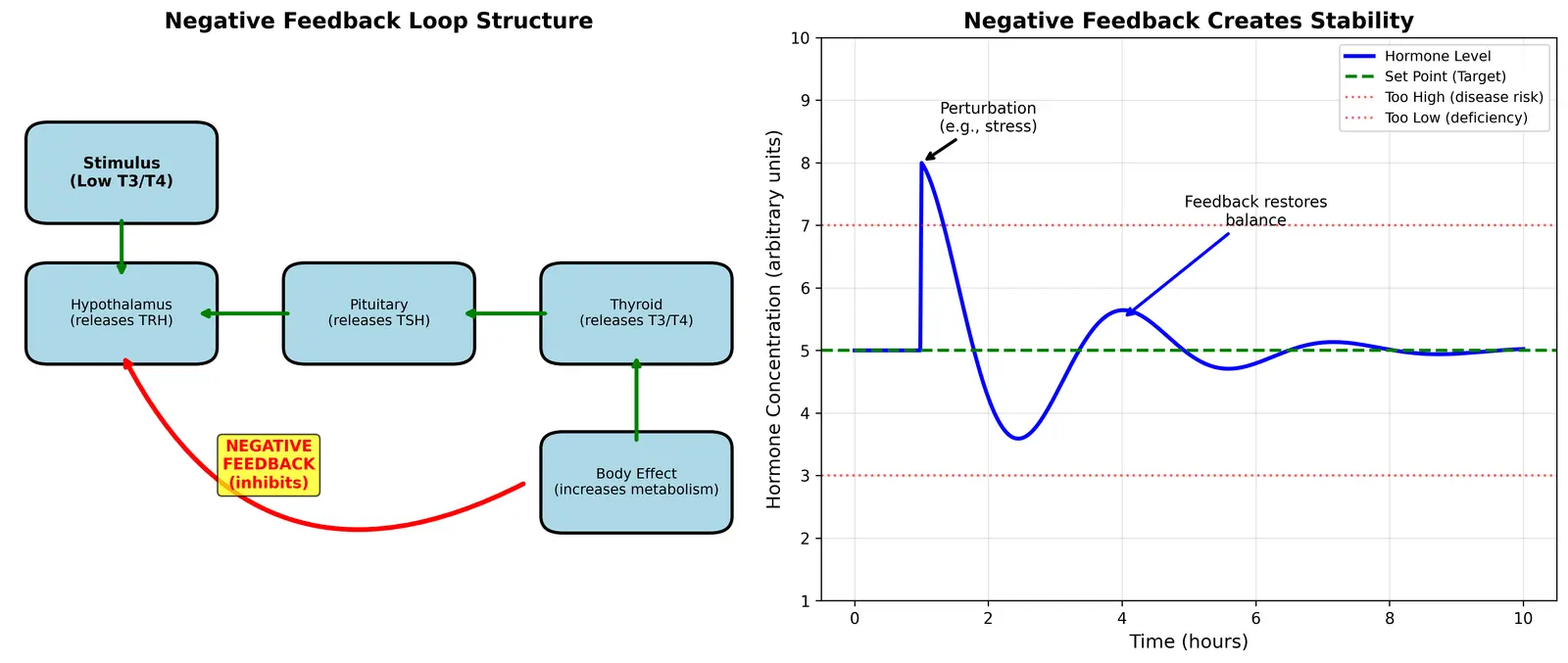 Figure — Explain negative feedback in hormone control