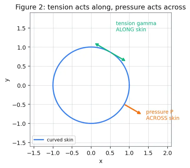 Figure — Surface tension — origin, Young-Laplace equation