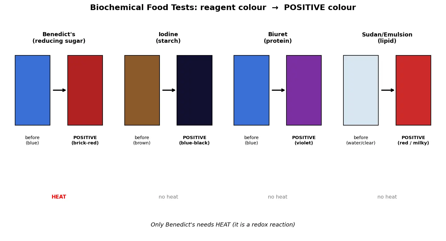 Figure — Use biochemical food tests (Benedict's, iodine, Biuret, Sudan)