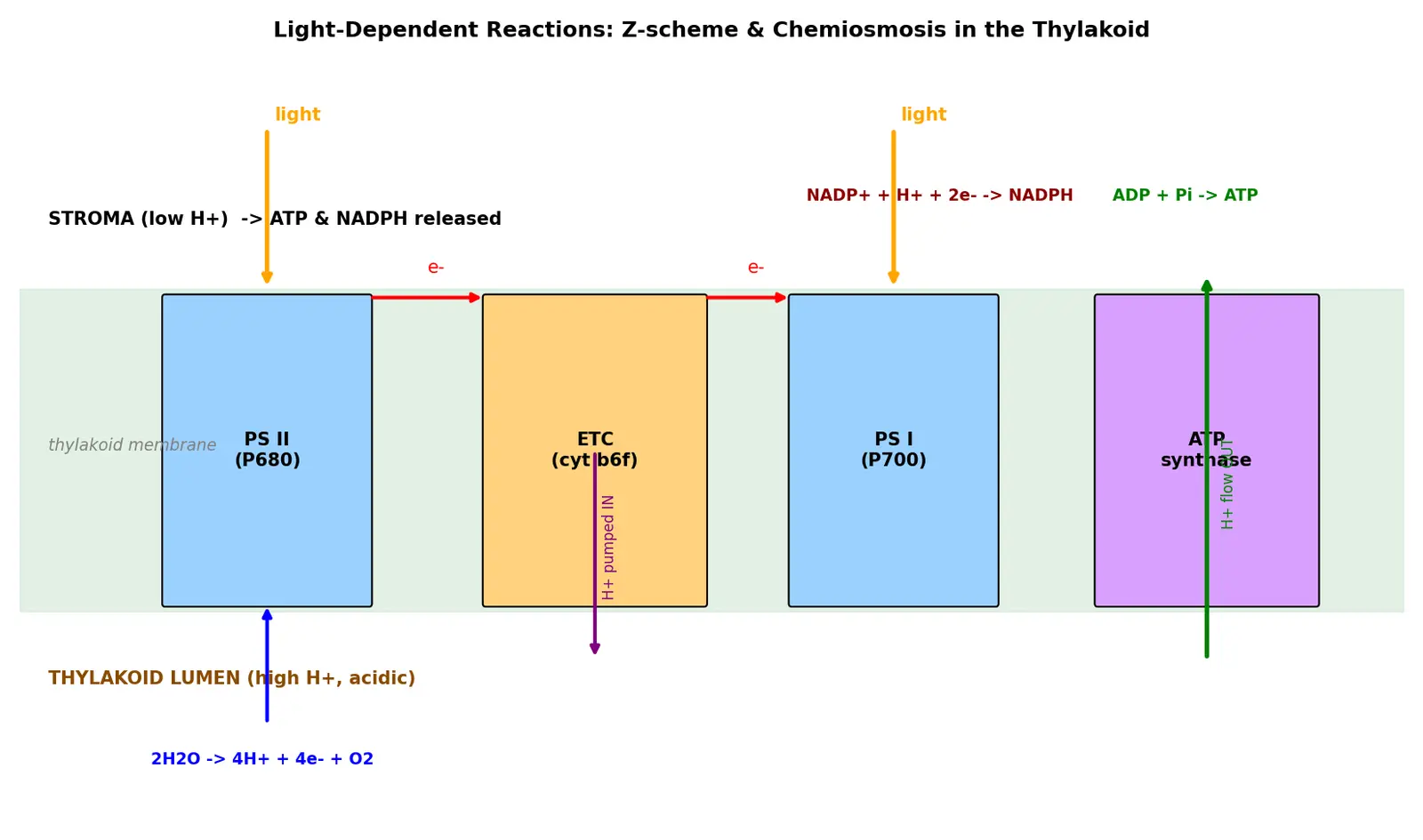 Figure — Describe the light-dependent reactions