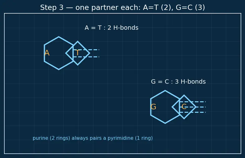 Figure — Nucleic acids — DNA, RNA; base pairing, double helix, replication, transcription, translation (overview)