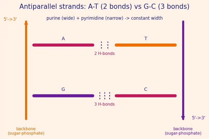 Figure — Nucleic acids — DNA, RNA; base pairing, double helix, replication, transcription, translation (overview)