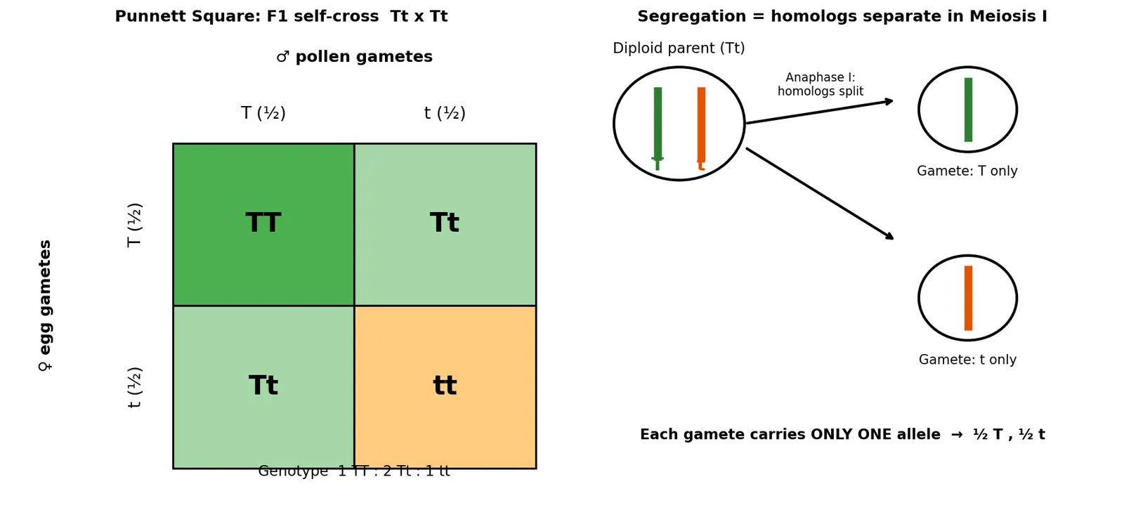 Figure — State Mendel's law of segregation