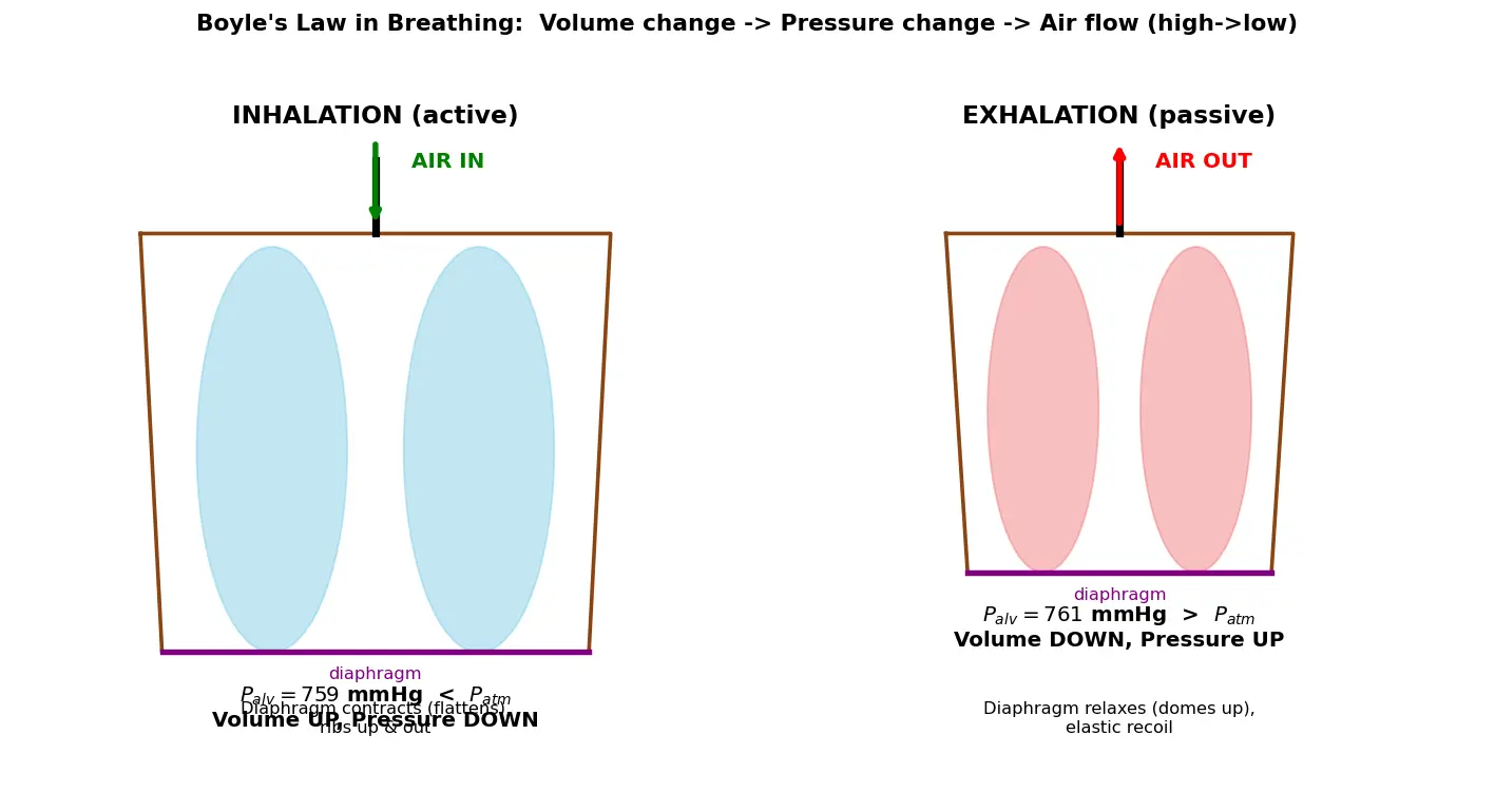 Figure — Explain inhalation and exhalation pressure changes