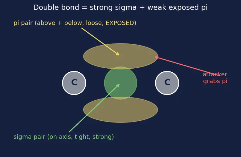 Figure — Markovnikov vs anti-Markovnikov (peroxide effect, Kharasch)