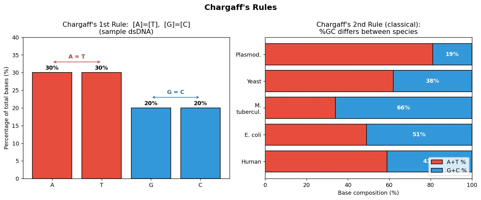 Figure — Explain Chargaff's rules