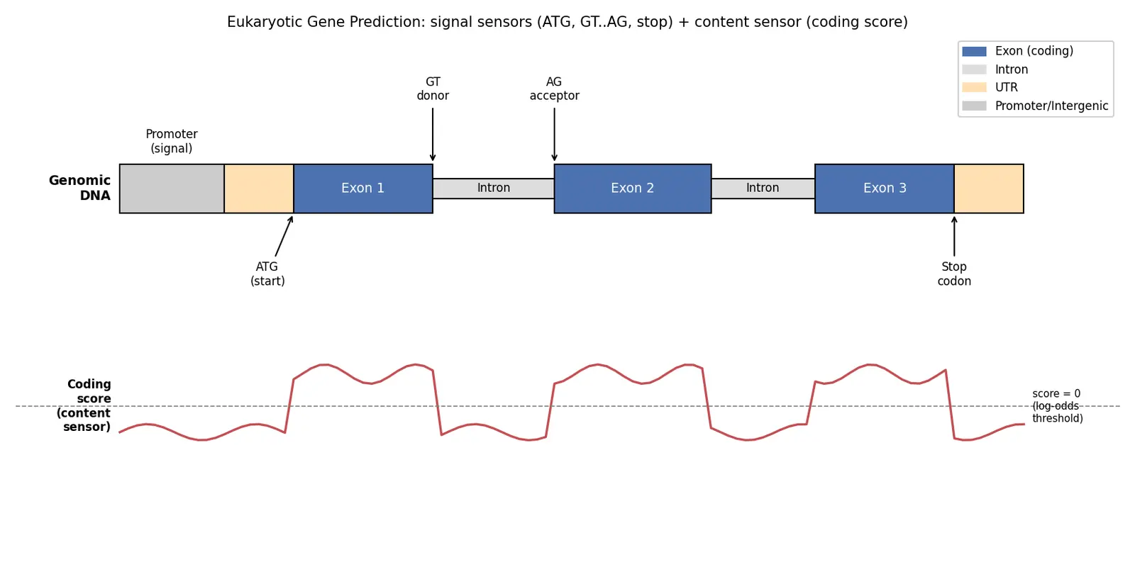 Figure — Explain gene prediction methods