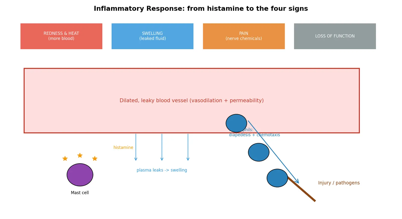 Figure — Explain the inflammatory response