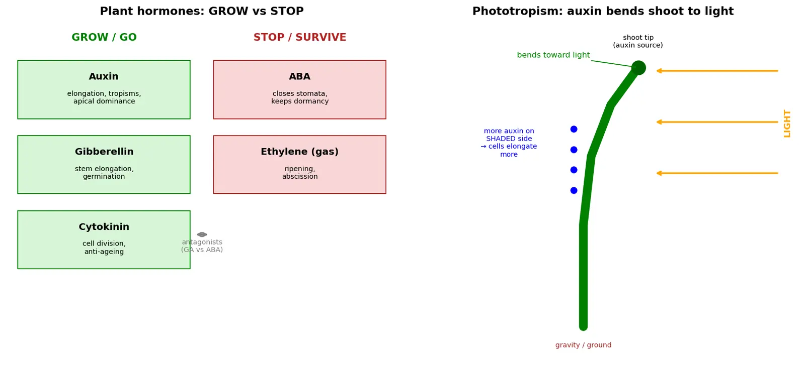 Figure — Describe plant hormones (auxin, gibberellin, cytokinin, ABA, ethylene)