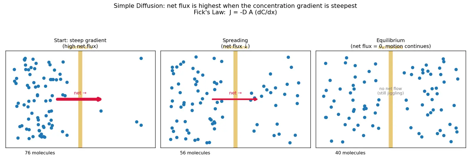 Figure — Explain simple diffusion
