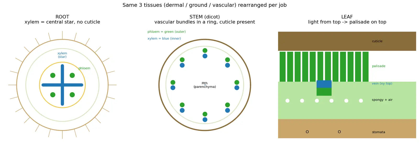Figure — Describe root, stem, and leaf anatomy