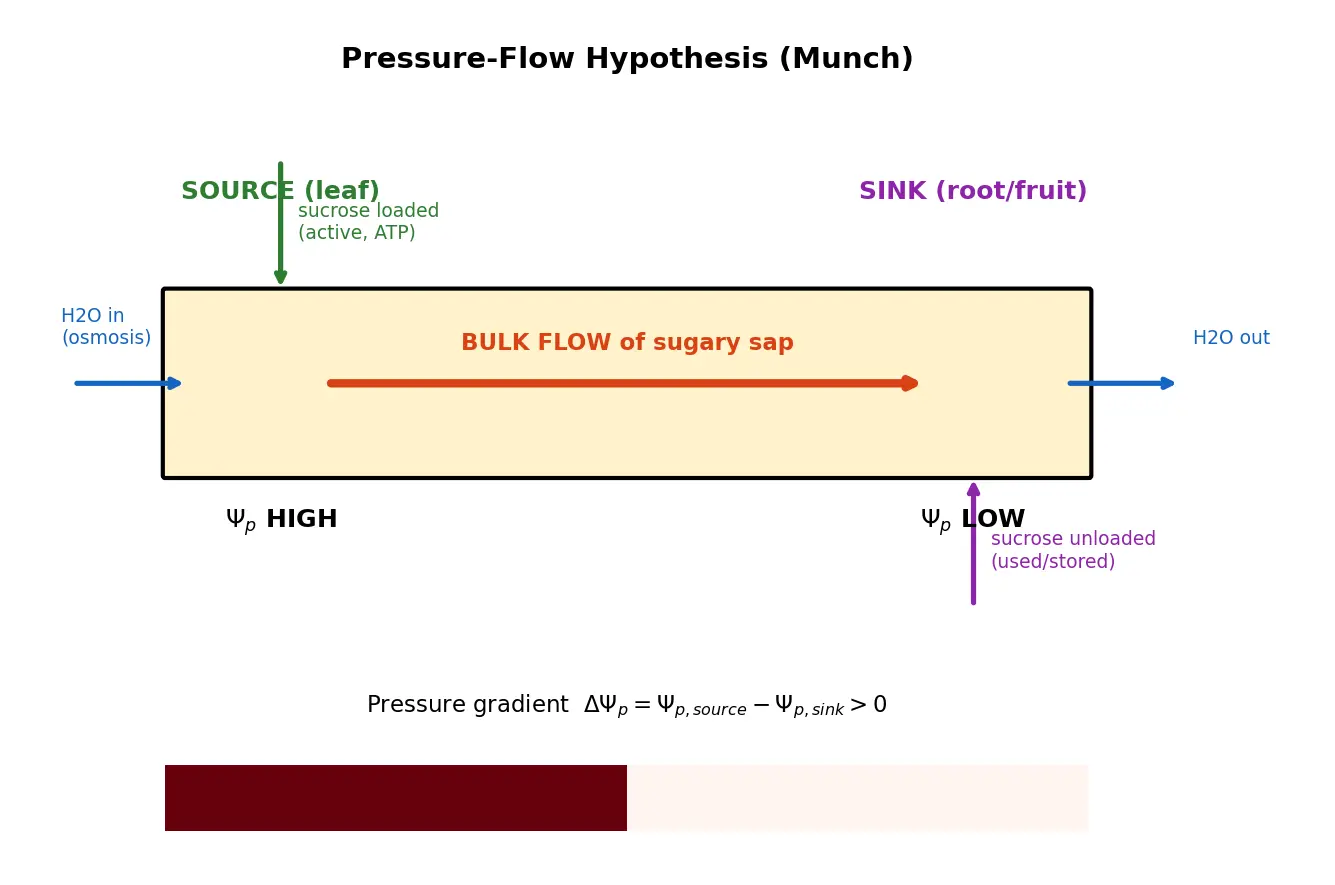 Figure — Describe translocation in phloem (pressure-flow)