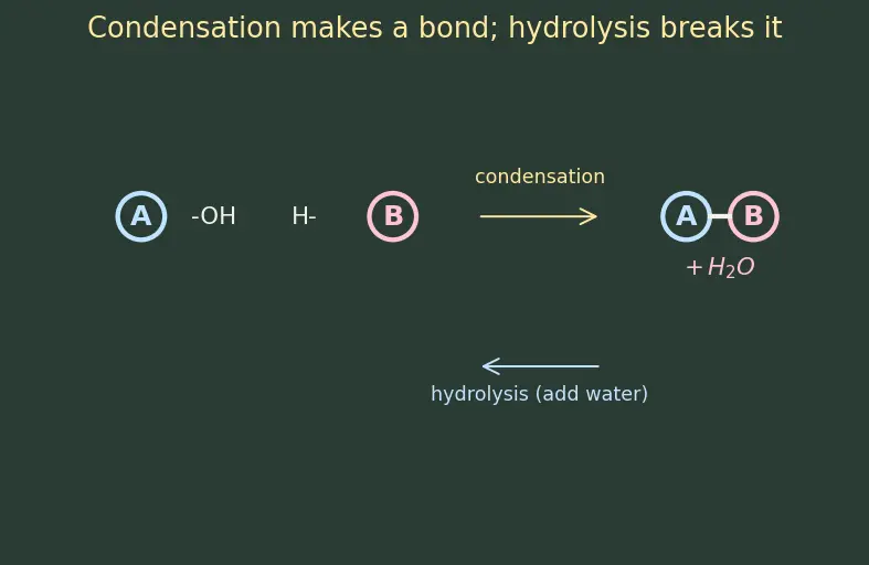Figure — Peptide bond; primary, secondary, tertiary, quaternary protein structure