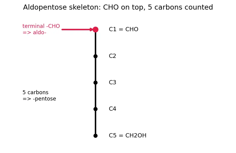 Figure — Carbohydrates — classification (mono - di - polysaccharides), Fischer - Haworth projections, mutarotation, glycosidic bo