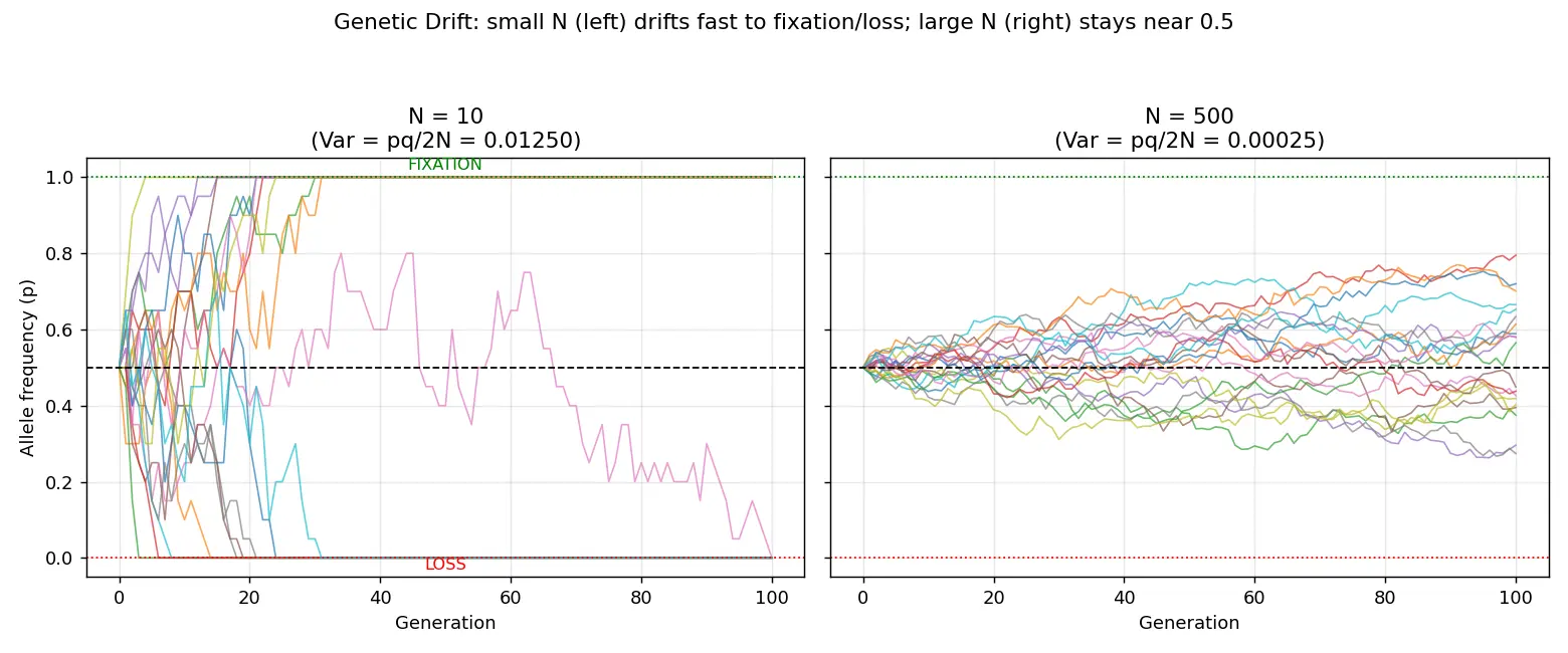 Figure — Explain genetic drift and the bottleneck - founder effects
