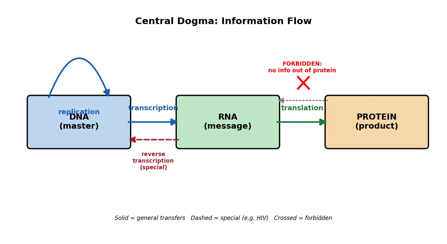 Figure — Describe the central dogma of molecular biology