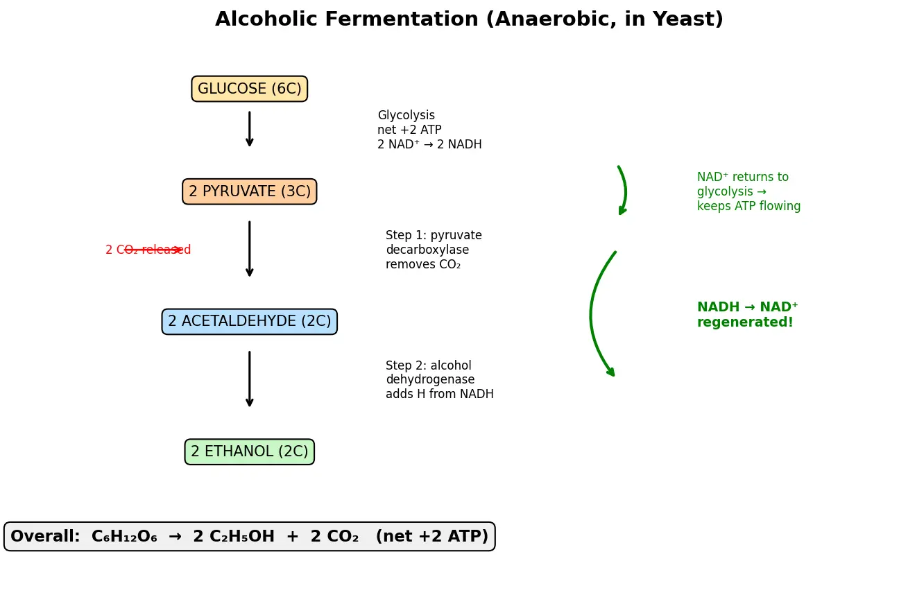 Figure — Describe alcoholic fermentation