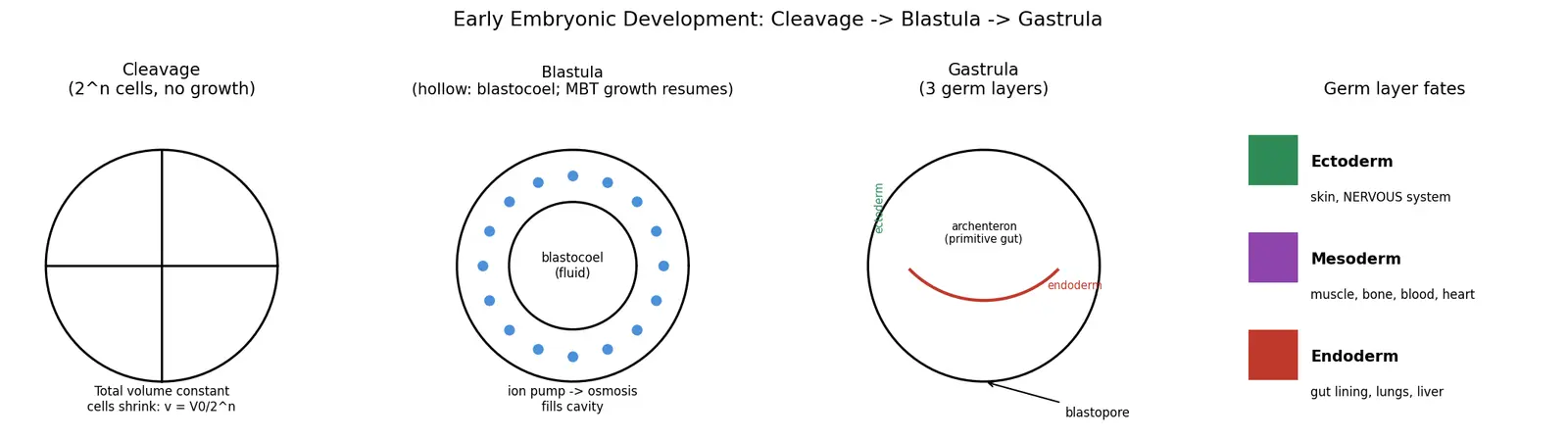 Figure — Explain early embryonic development (cleavage, blastula, gastrula)