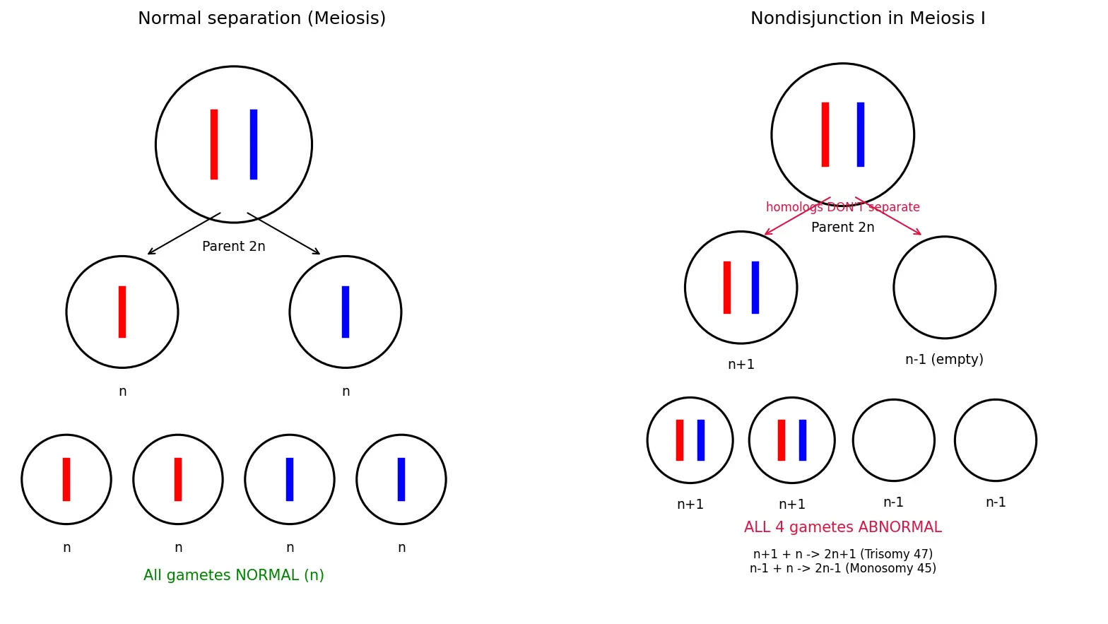 Figure — Describe nondisjunction and its consequences